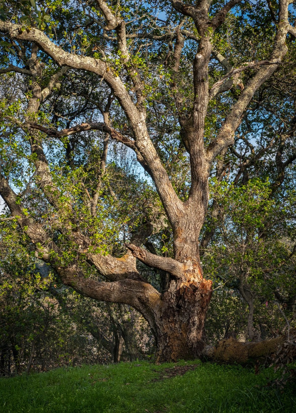 A mature oak with a strong trunk and spreading branches